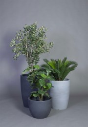 Ensemble de 3 Pots VERONA avec 3 Plantes Haute Qualité