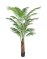 Areca Palm avec Pot Rond Grand Format