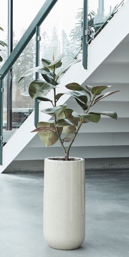 Ficus 900 avec Pot en Céramique Napoli