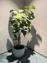 Plante Artificielle FIGUIER LYRE 1500 avec Pot Rond