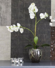 Orchidée Papillon 650 Haute Qualité avec Pot en Verre