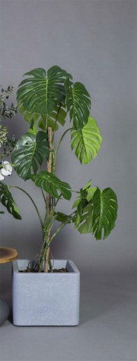 Plante MONSTERA 1500 avec Pot Carré MILANO